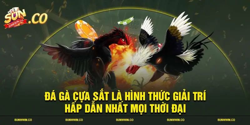 Đá gà cựa sắt là hình thức giải trí hấp dẫn nhất mọi thời đại