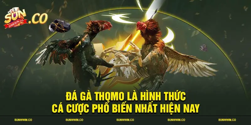 Đá gà Thomo là hình thức cá cược phổ biến nhất hiện nay