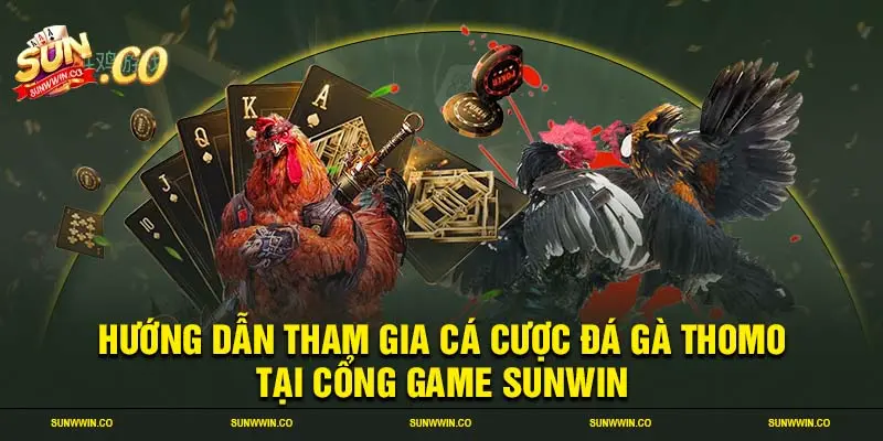 Hướng dẫn tham gia cá cược đá gà Thomo tại cổng game SUNWIN