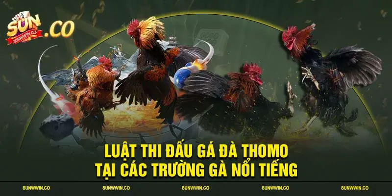 Luật thi đấu gá đà Thomo tại các trường gà nổi tiếng