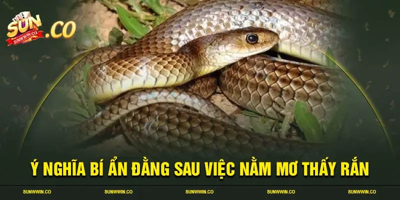 Ý nghĩa bí ẩn đằng sau việc nằm mơ thấy rắn